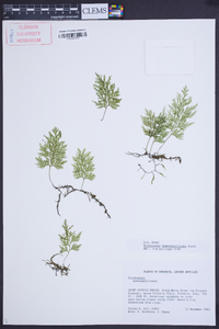 Trichomanes hymenophylloides image