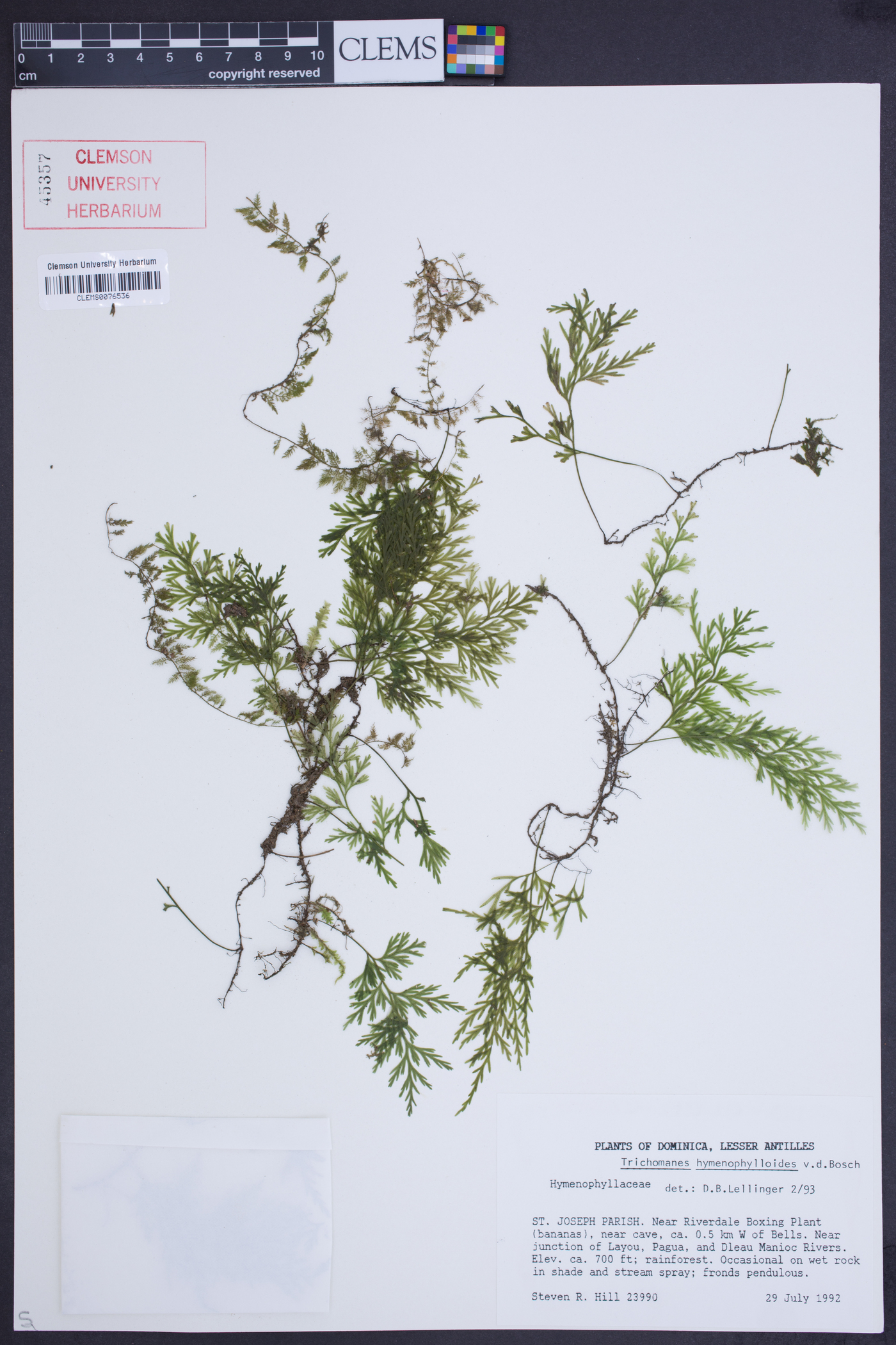 Trichomanes hymenophylloides image