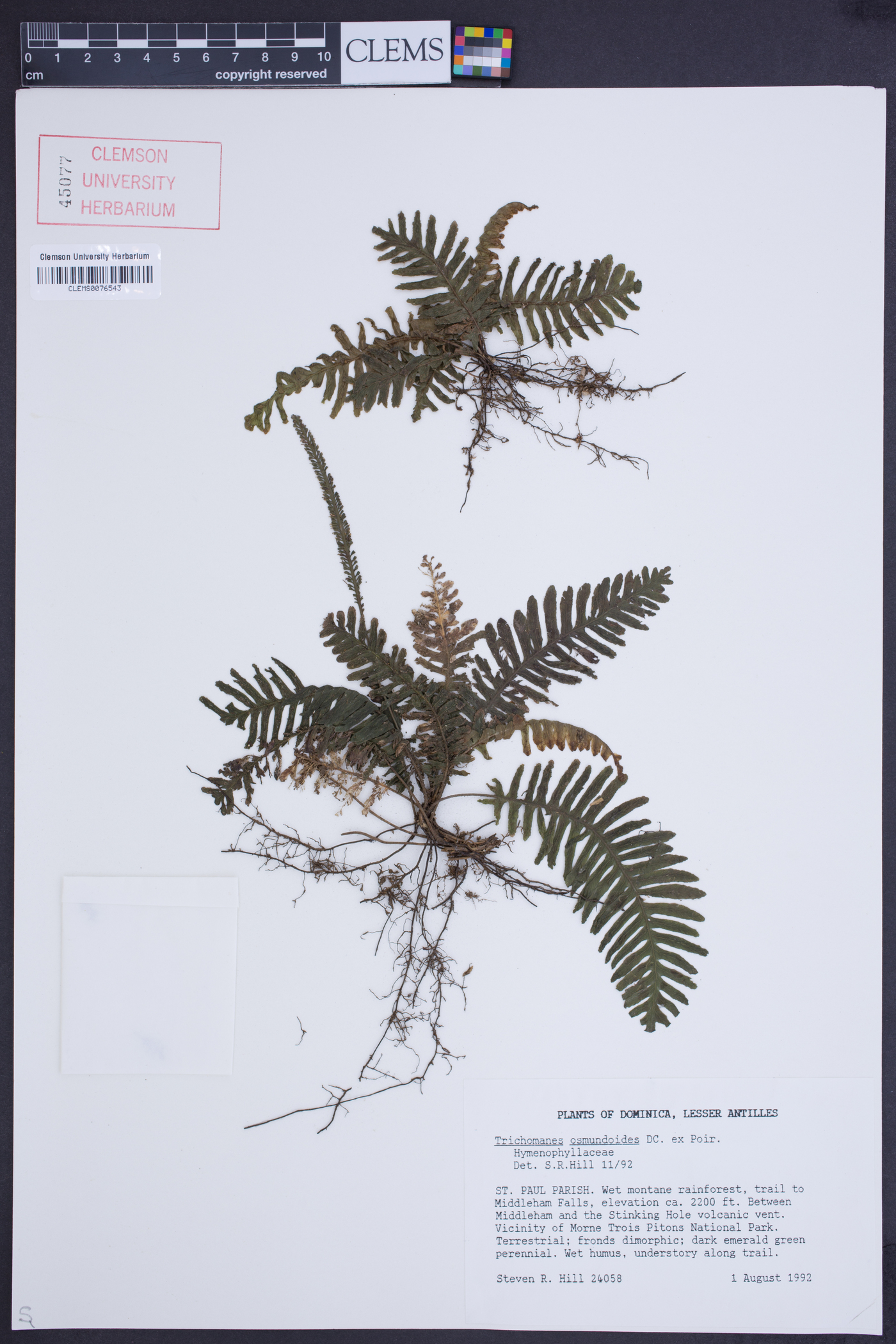 Trichomanes osmundoides image
