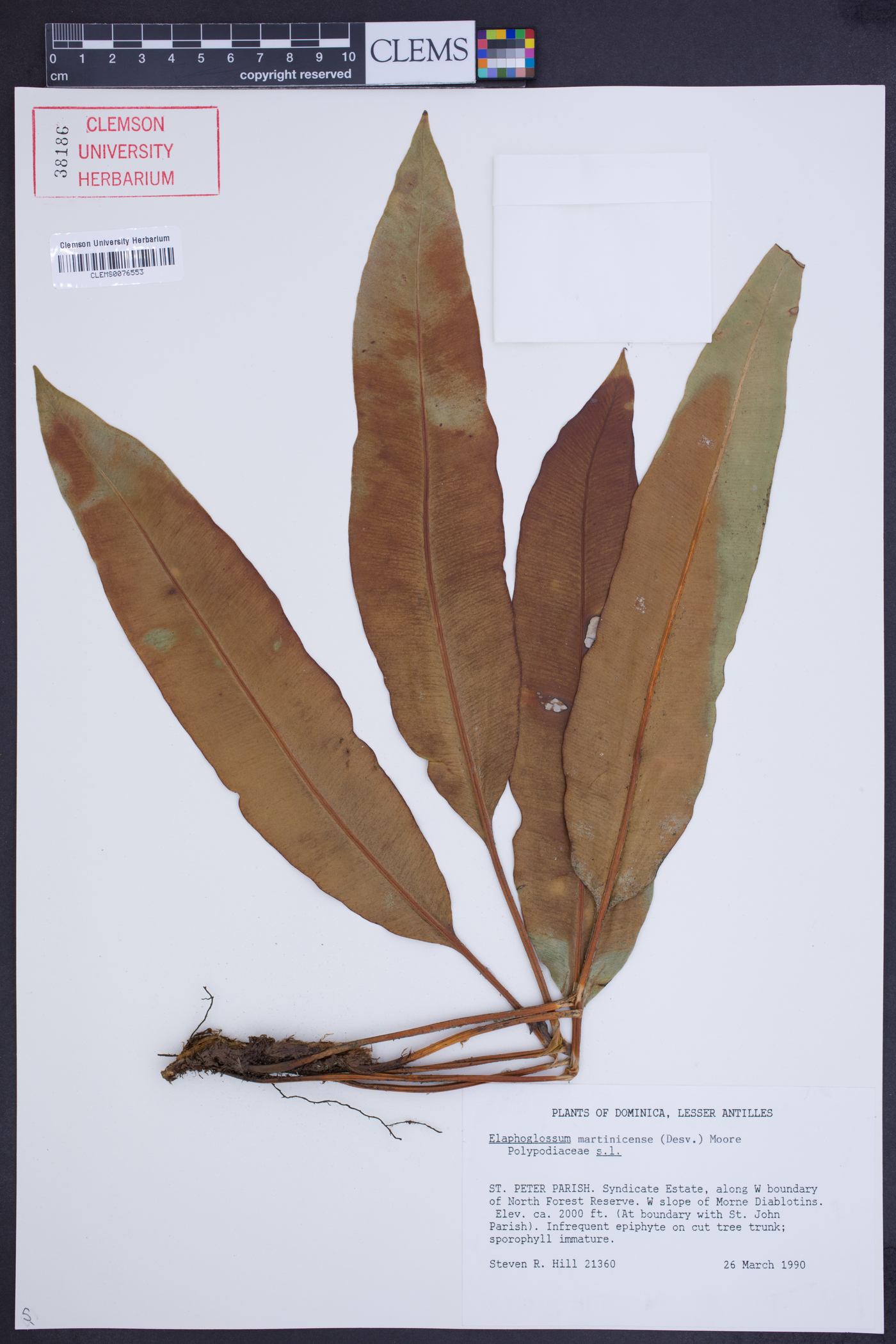 Elaphoglossum martinicense image