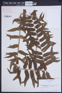 Nephrolepis falcata image