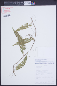 Serpocaulon patentissimum image