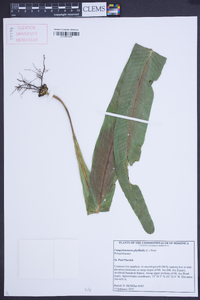 Campyloneurum phyllitidis image