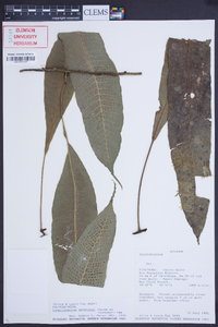 Campyloneurum sphenodes image