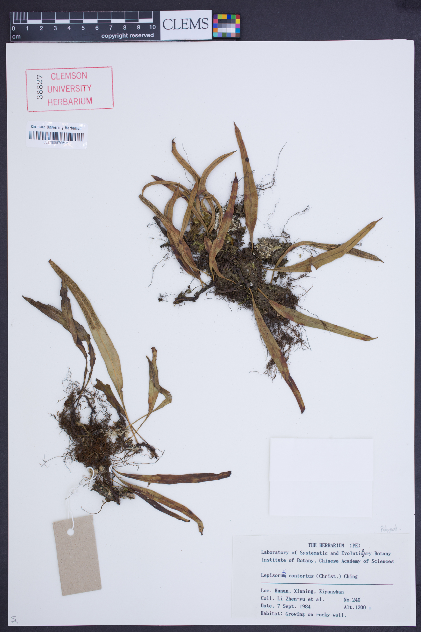 Lepisorus contortus image