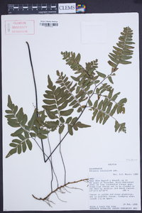 Adiantum latifolium image