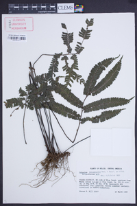 Adiantum tetraphyllum image