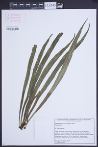 Polytaenium feei image
