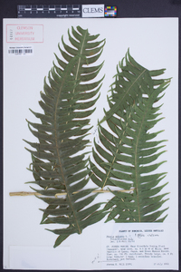 Pteris arborea image