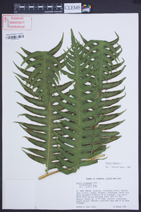 Pteris arborea image