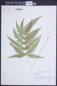 Pteris biaurita image