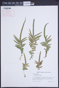 Pteris vittata image