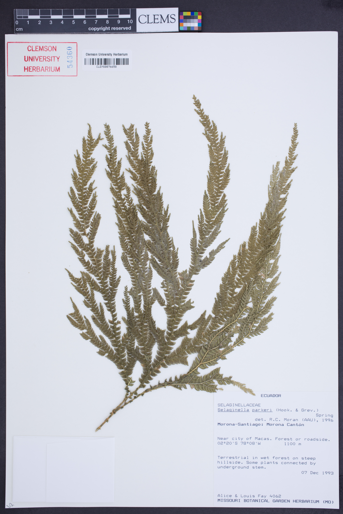Selaginella parkeri image