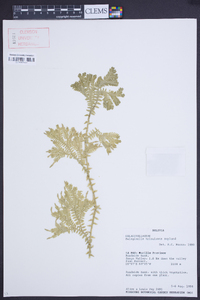 Selaginella trisulcata image