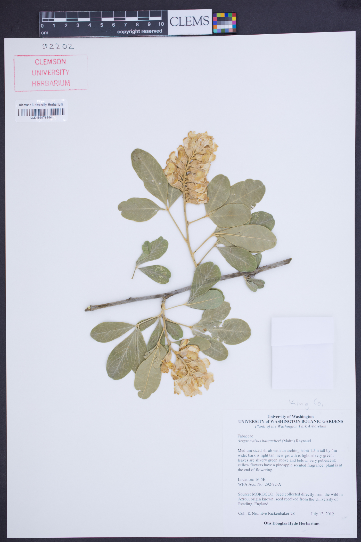 Argyrocytisus image
