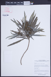 Lomatia myricoides image