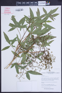 Pseudopanax laetevirens image