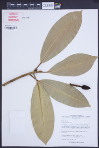 Magnolia insignis image