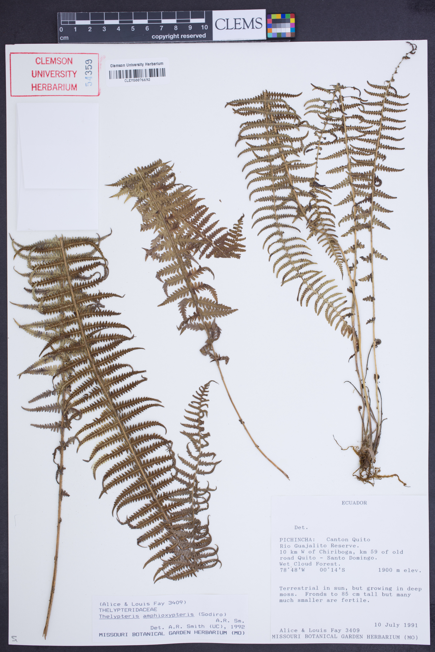 Thelypteris amphioxypteris image