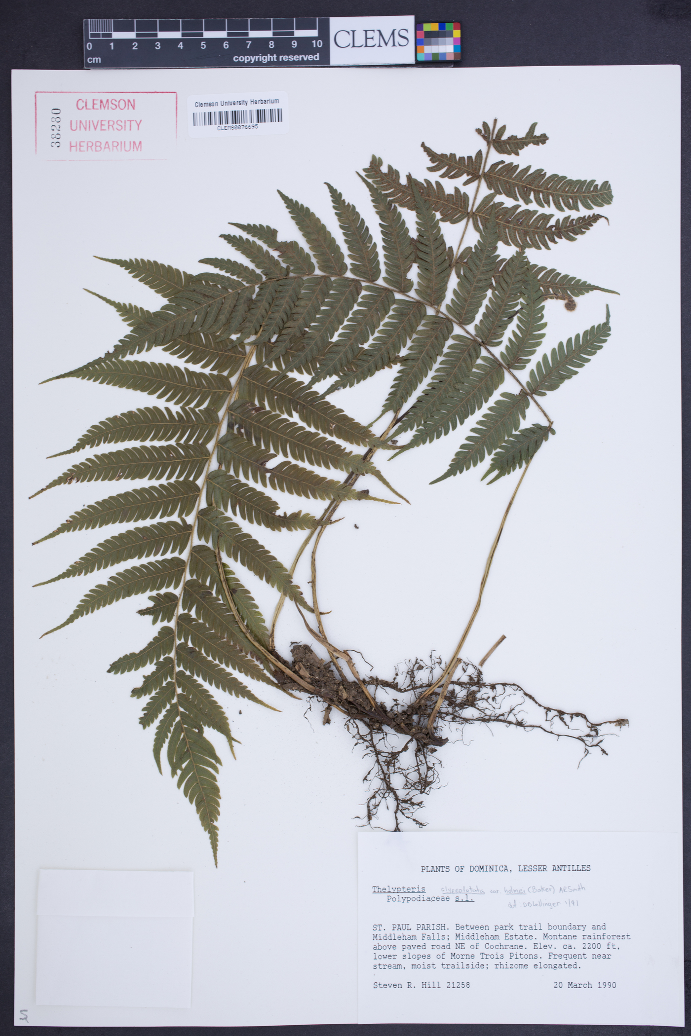 Steiropteris clypeolutata image