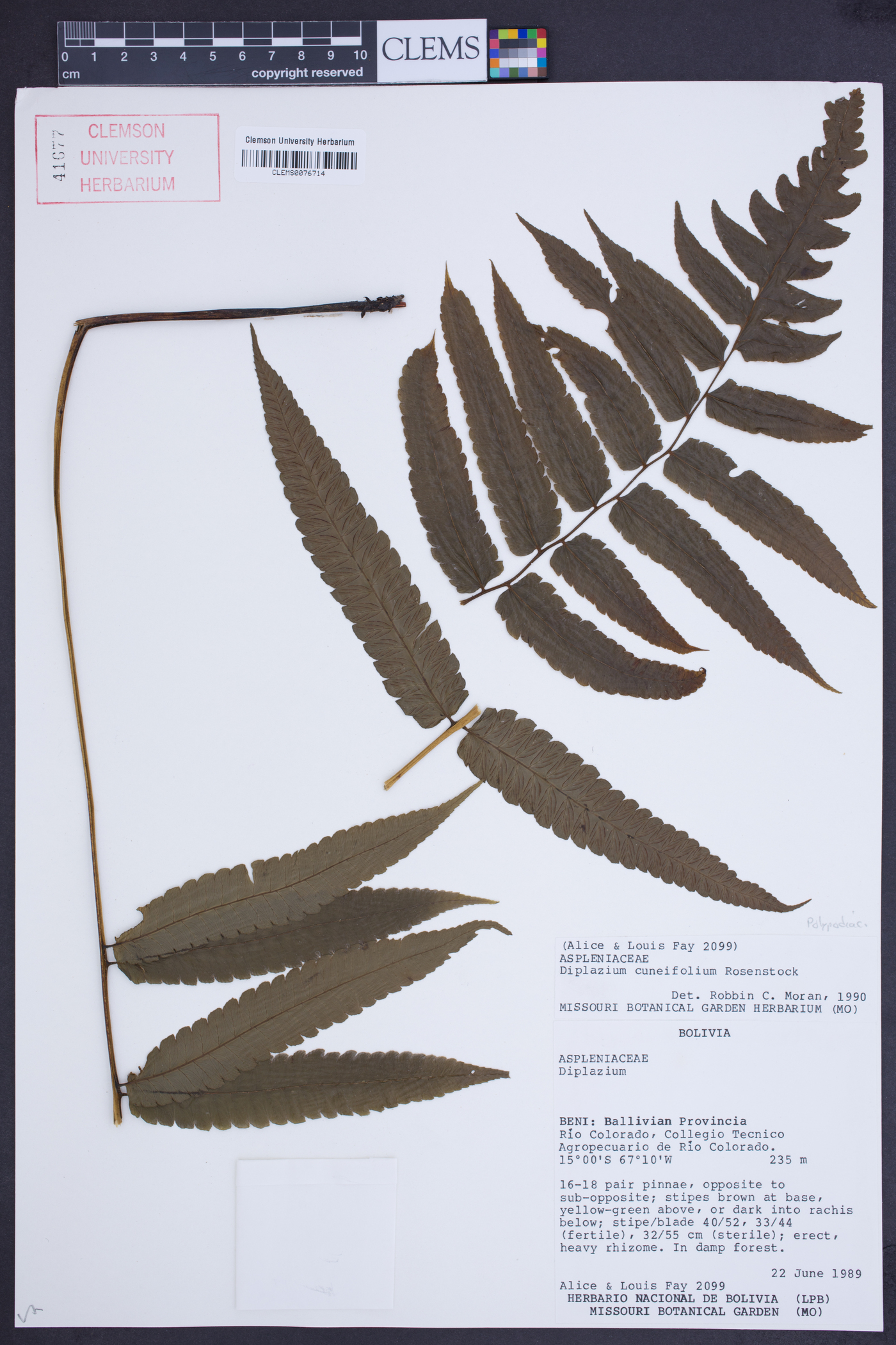 Diplazium cuneifolium image