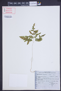 Gymnocarpium dryopteris image