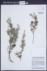 Juniperus oxycedrus image