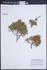 Juniperus phoenicea image