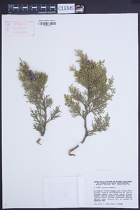 Juniperus thurifera image