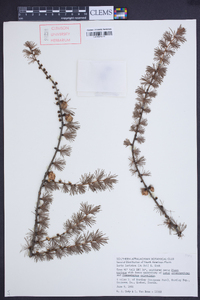 Larix laricina image