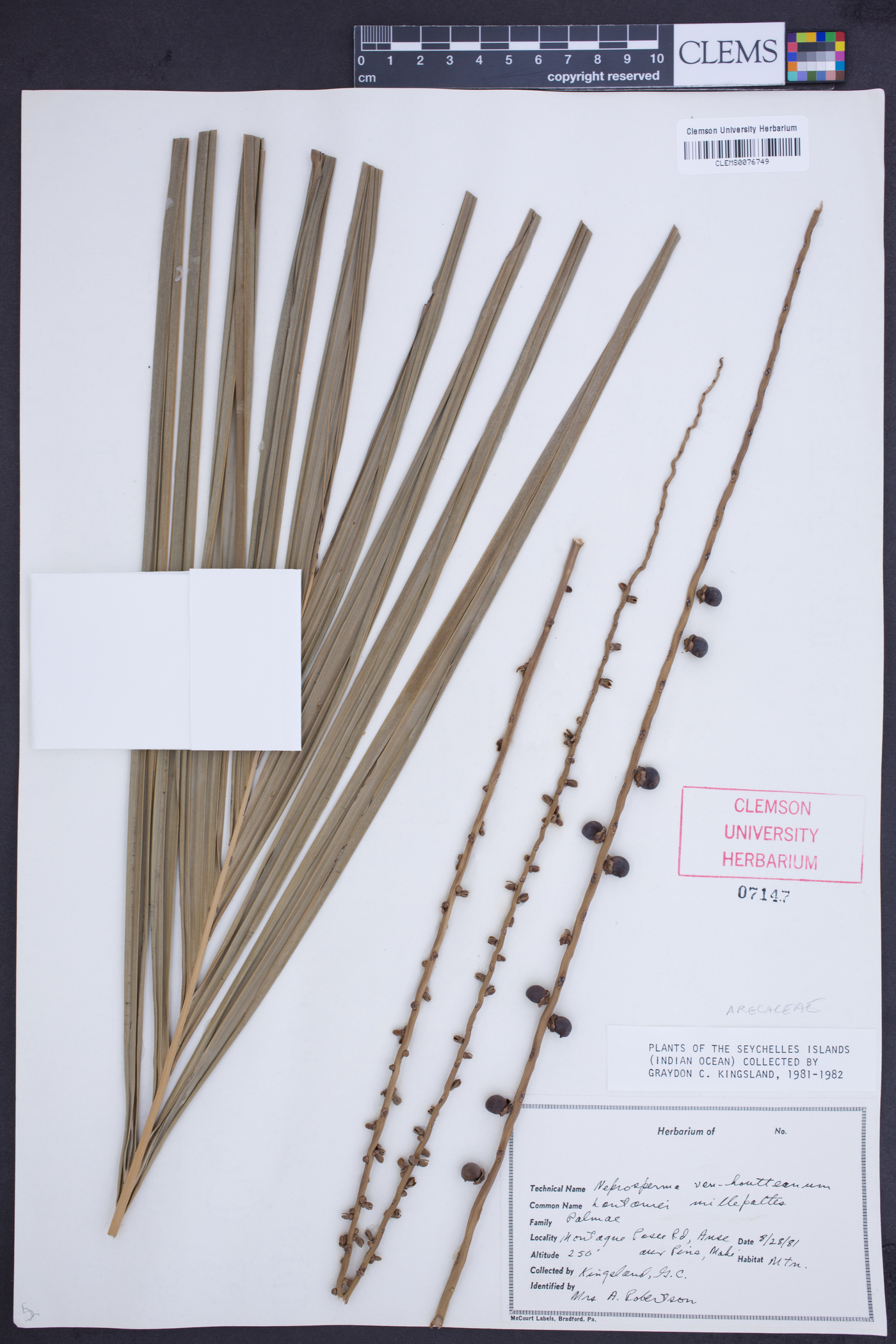 Nephrosperma image