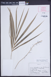 Nephrosperma vanhoutteana image