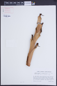 Glomeropitcairnia penduliflora image