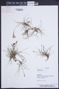 Tillandsia recurvata image