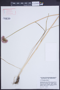 Allium angulosum image