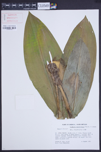 Eucharis grandiflora image