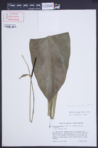 Anthurium crenatum image