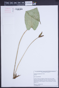 Anthurium dominicense image