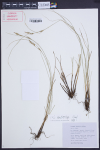 Carex distachya image