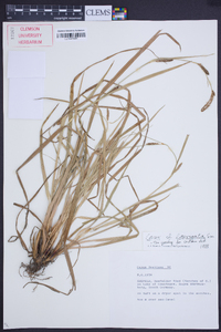 Carex laevigata image