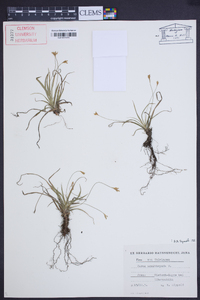 Carex ornithopoda image