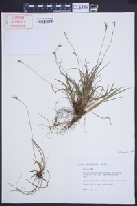 Carex ornithopoda image