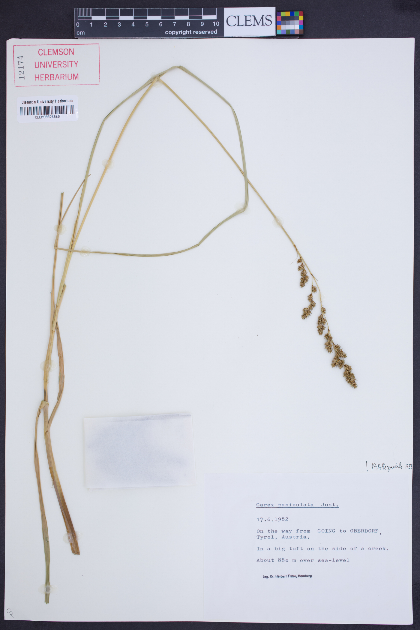 Carex paniculata image