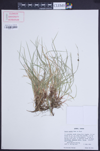 Carex peckii image