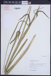 Carex pendula image