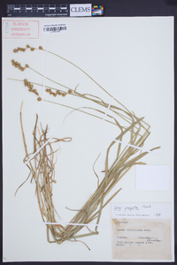 Carex projecta image