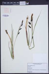 Carex ramenskii image