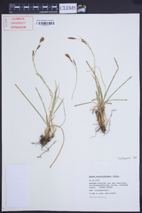 Carex sempervirens image