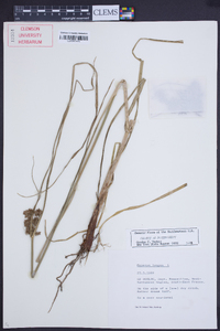 Cyperus longus image