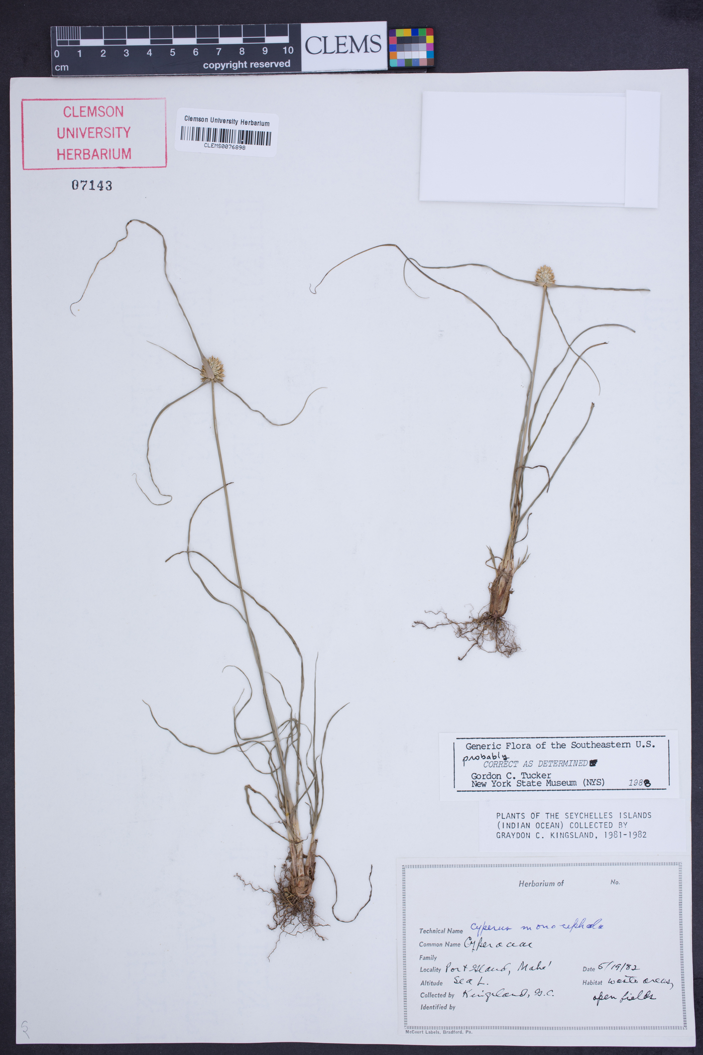 Pycreus fluminalis image
